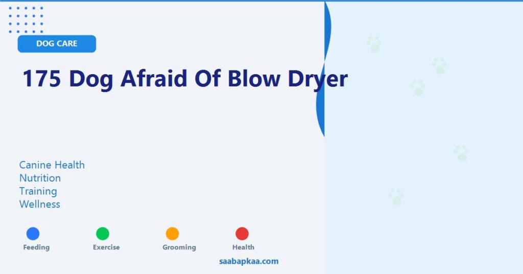 175 Dog Afraid of Blow Dryer - saabapkaa.com