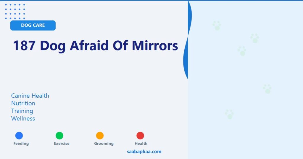 187 Dog Afraid of Mirrors - saabapkaa.com