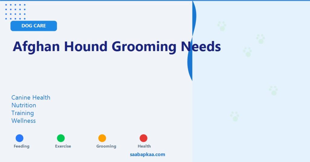 Afghan Hound Grooming Needs - saabapkaa.com