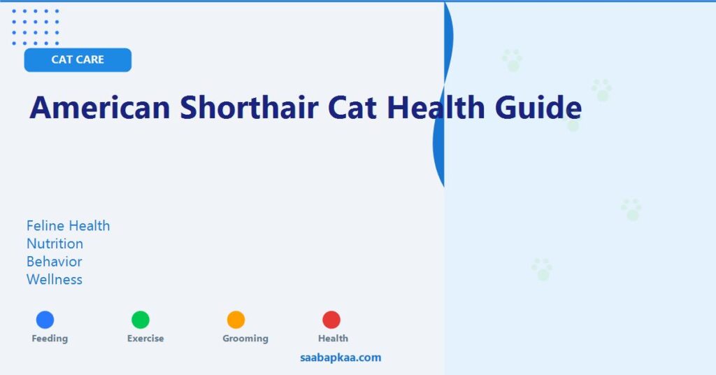 American Shorthair Cat Health Guide - saabapkaa.com