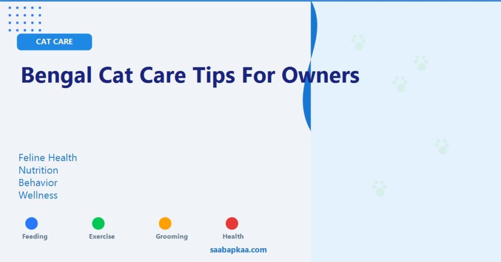 Bengal Cat Care Tips for Owners - saabapkaa.com