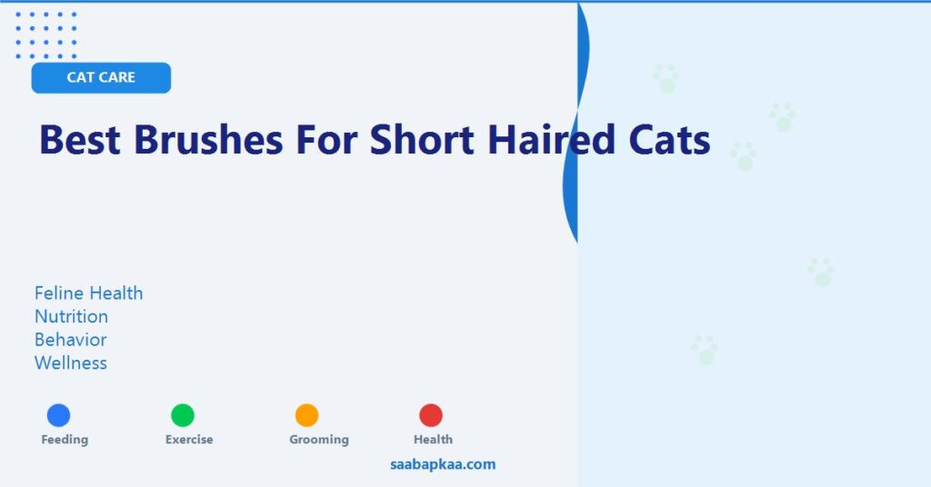 Best Brushes for Short-Haired Cats - saabapkaa.com