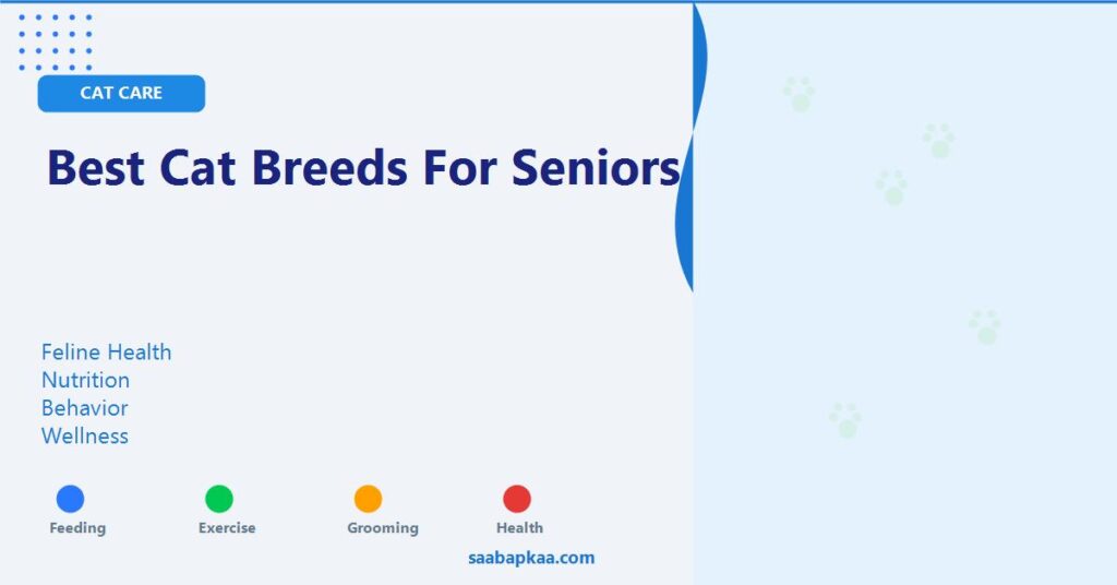Best Cat Breeds for Seniors - saabapkaa.com