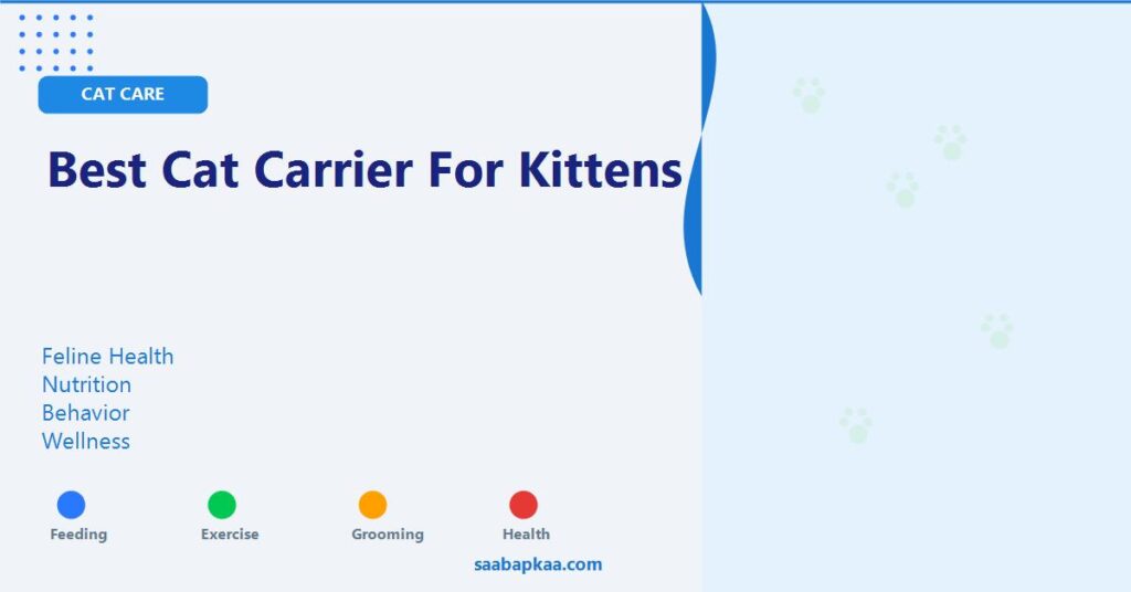 Best Cat Carrier for Kittens - saabapkaa.com