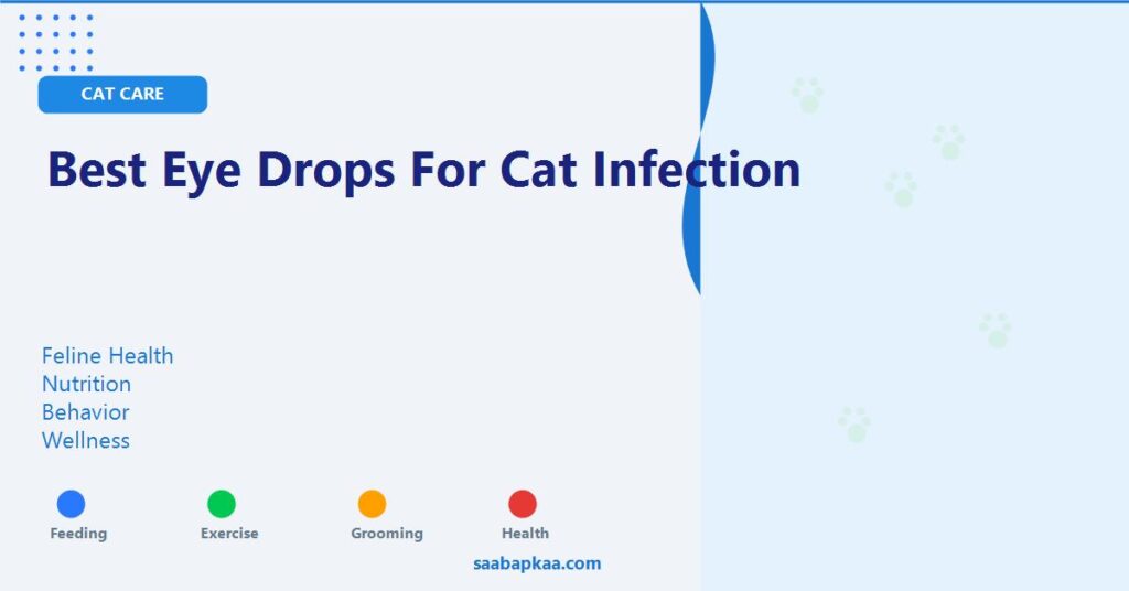 Best Eye Drops for Cat Infection - saabapkaa.com