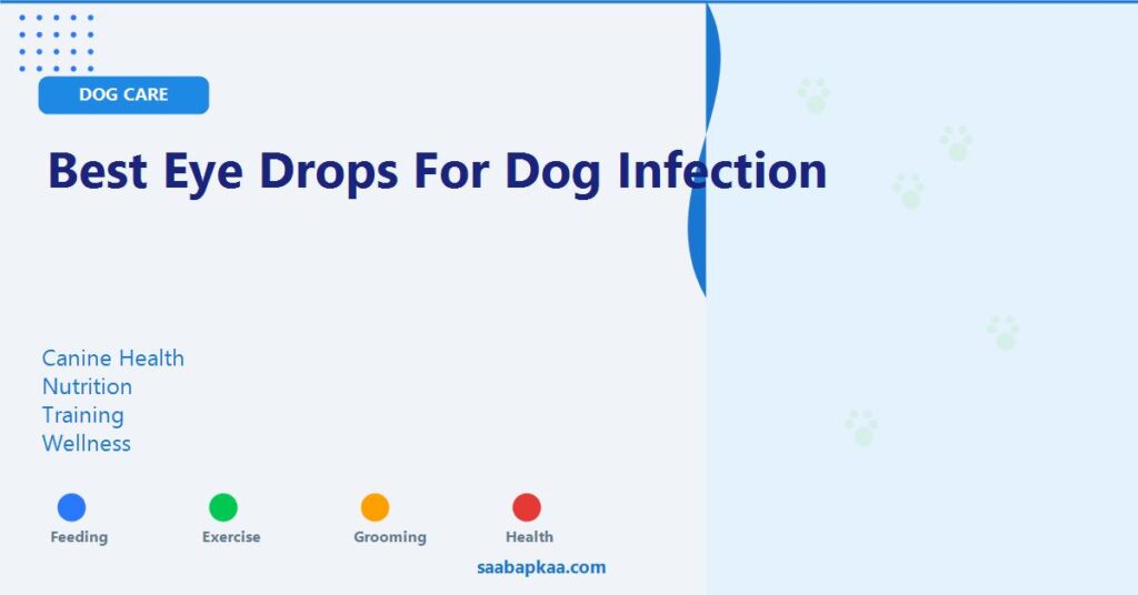 Best Eye Drops for Dog Infection - saabapkaa.com