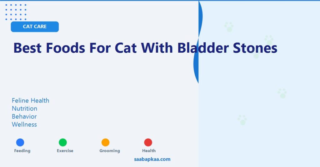 Best Foods For Cat With Bladder Stones - saabapkaa.com