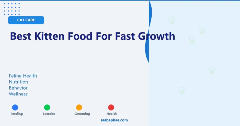 Best Kitten Food for Fast Growth - saabapkaa.com