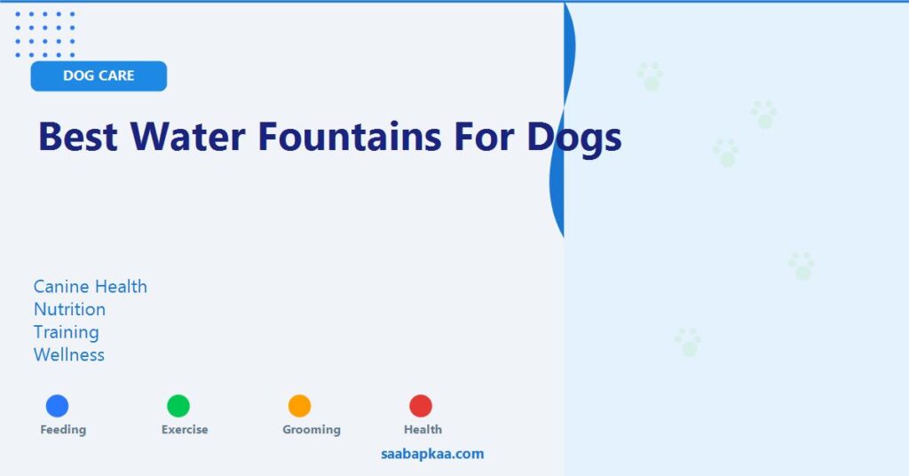 Best Water Fountains for Dogs - saabapkaa.com