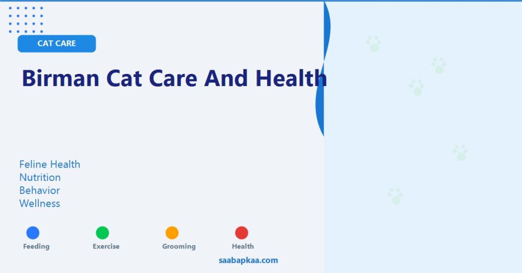 Birman Cat Care And Health - saabapkaa.com