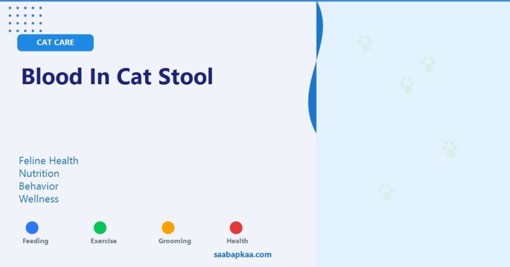 Blood In Cat Stool - saabapkaa.com