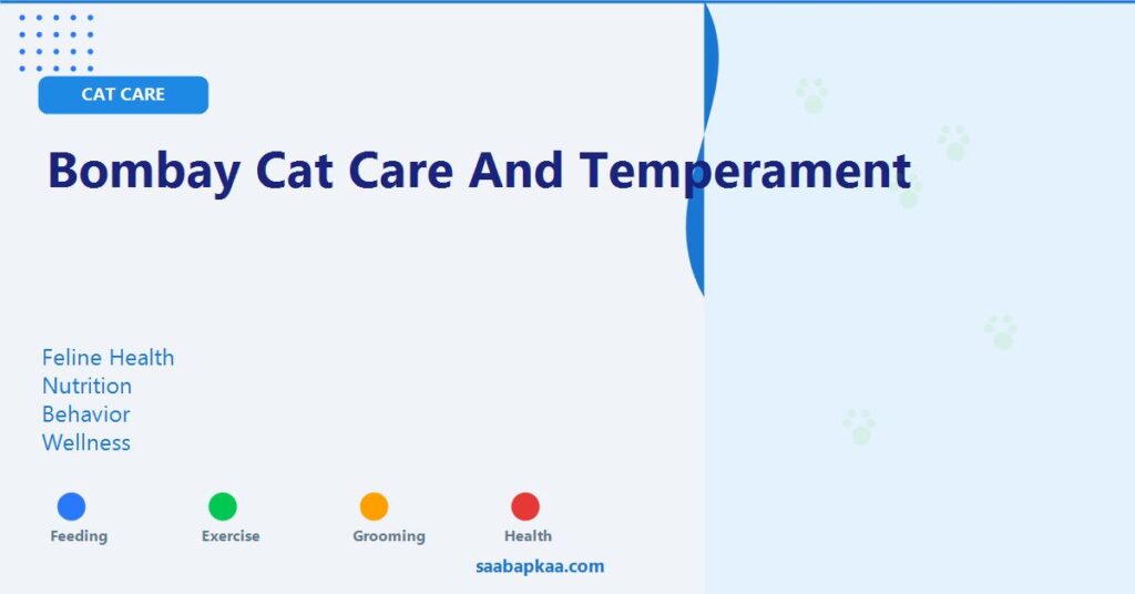 Bombay Cat Care And Temperament - saabapkaa.com