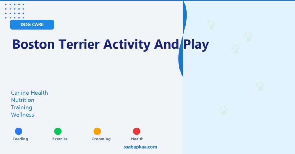 Boston Terrier Activity and Play - saabapkaa.com