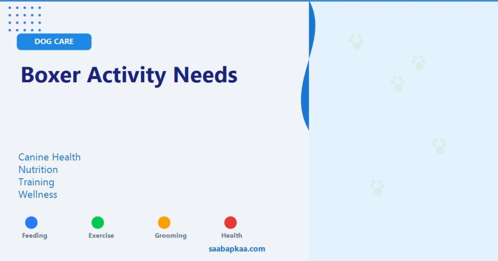 Boxer Activity Needs - saabapkaa.com