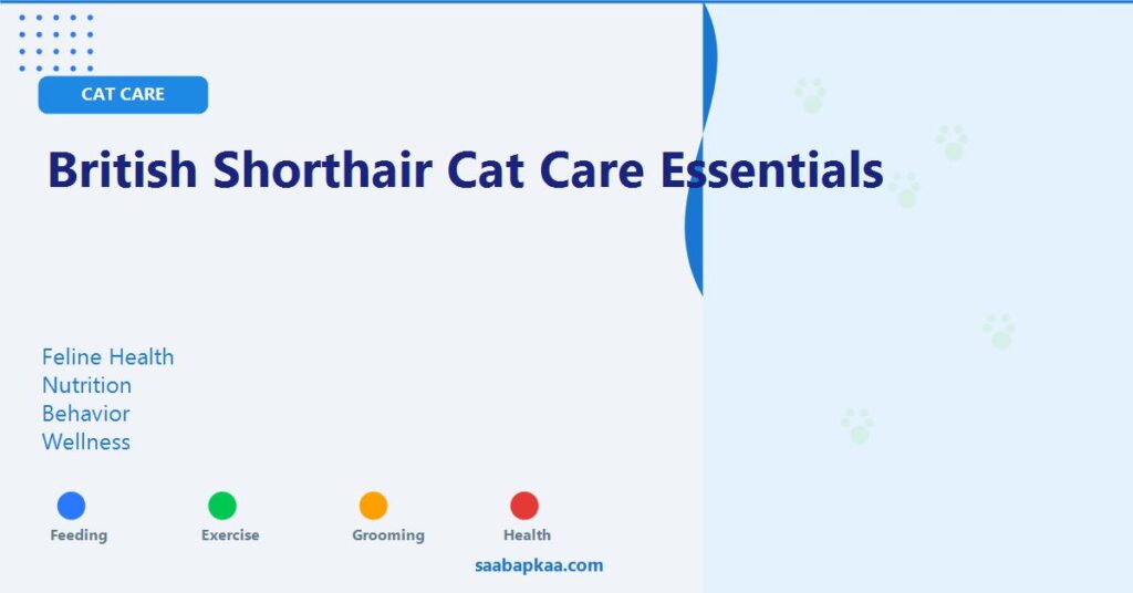 British Shorthair Cat Care Essentials - saabapkaa.com