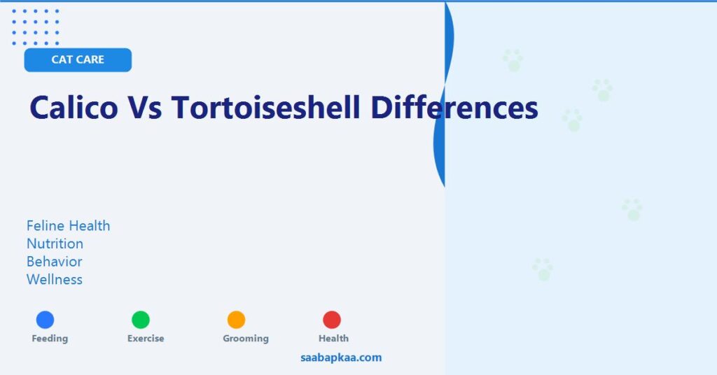 Calico Vs Tortoiseshell Differences - saabapkaa.com