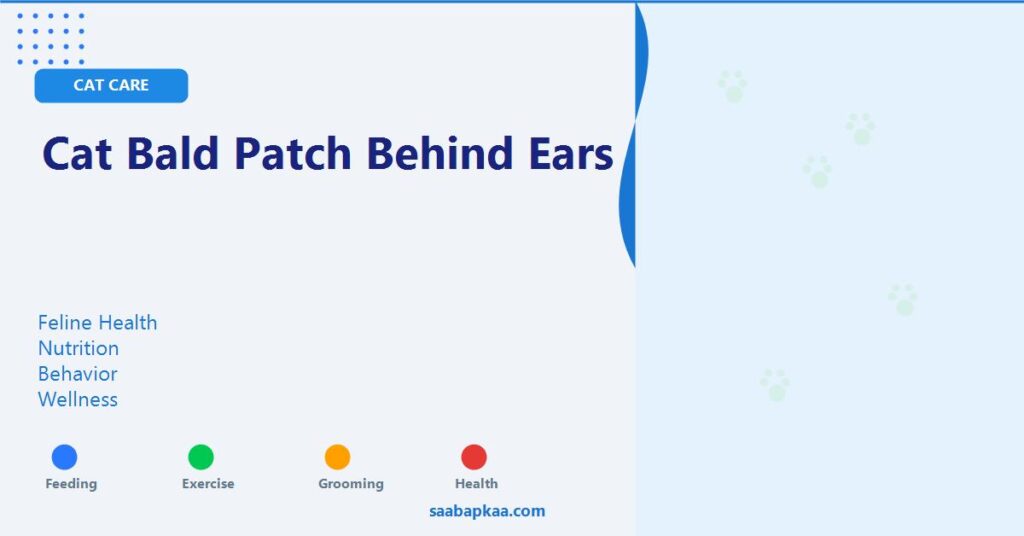 Cat Bald Patch Behind Ears - saabapkaa.com