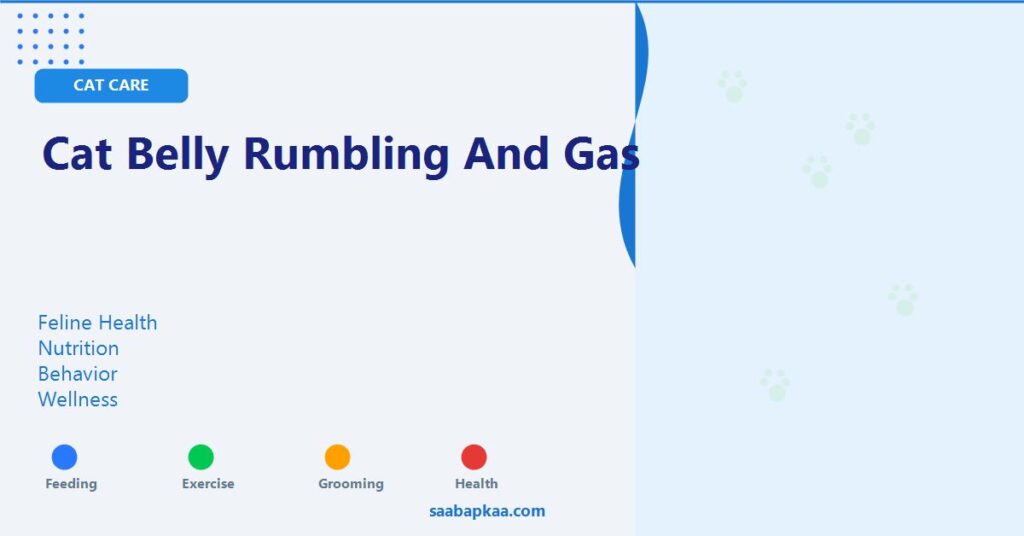 Cat Belly Rumbling And Gas - saabapkaa.com