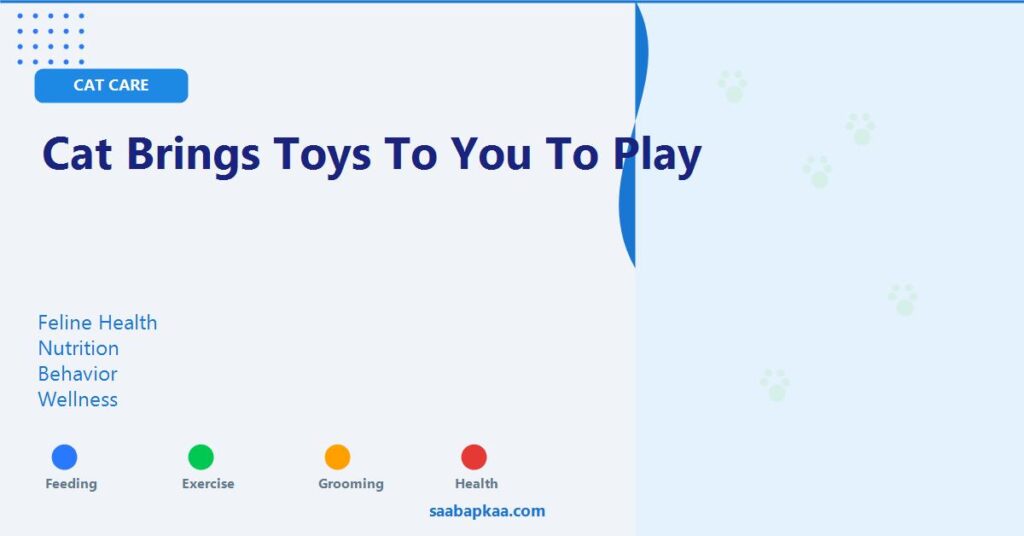Cat Brings Toys To You To Play - saabapkaa.com