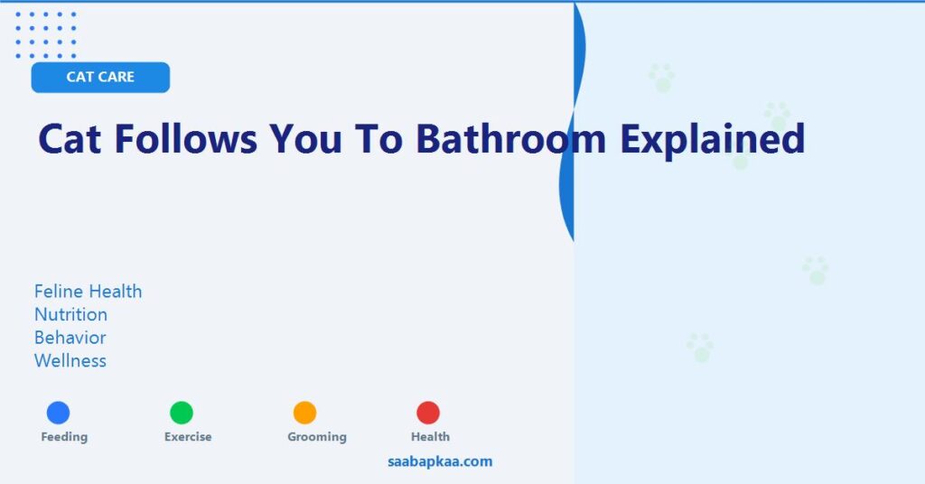 Cat Follows You To Bathroom Explained - saabapkaa.com