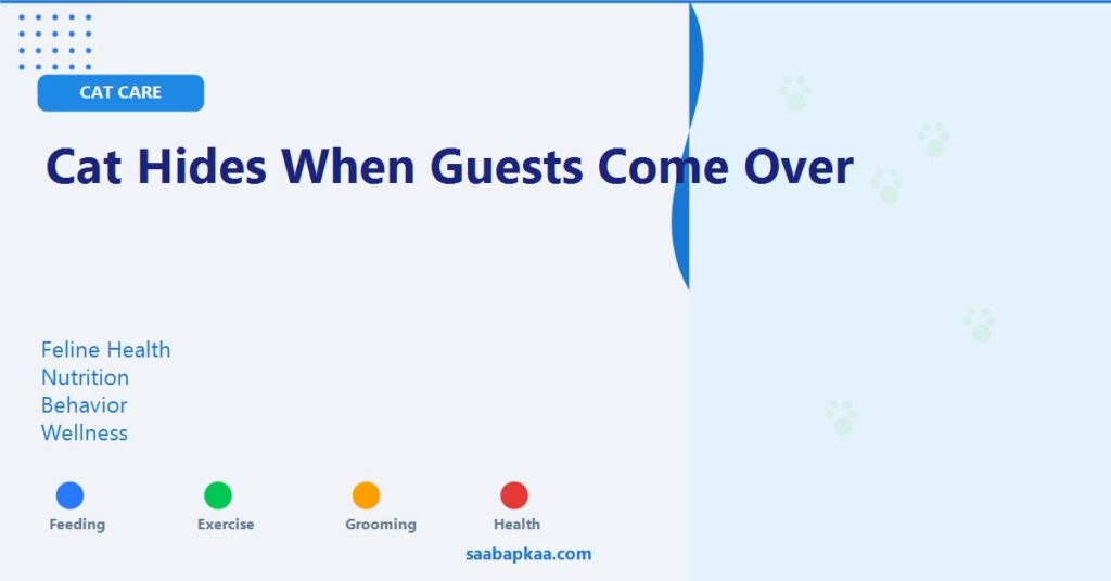 Cat Hides When Guests Come Over - saabapkaa.com