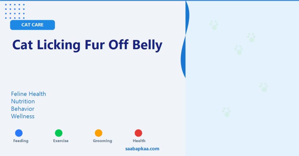 Cat Licking Fur Off Belly - saabapkaa.com