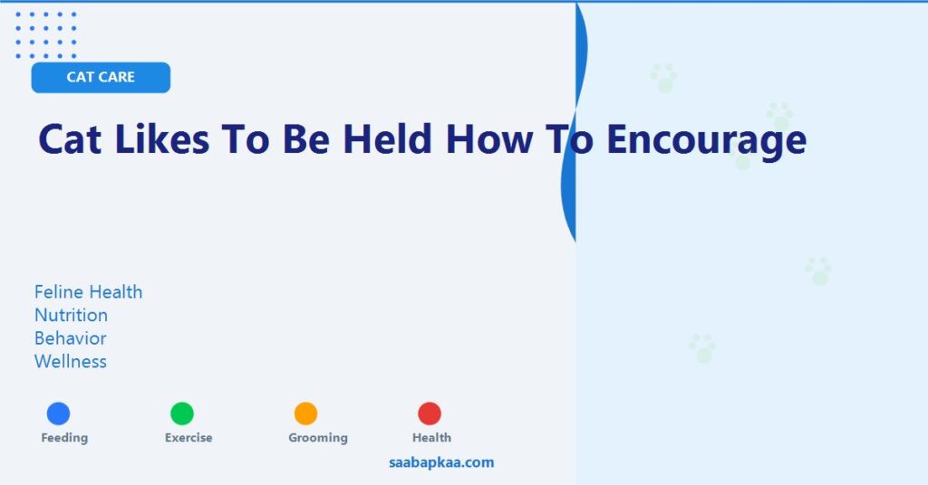 Cat Likes To Be Held How To Encourage - saabapkaa.com