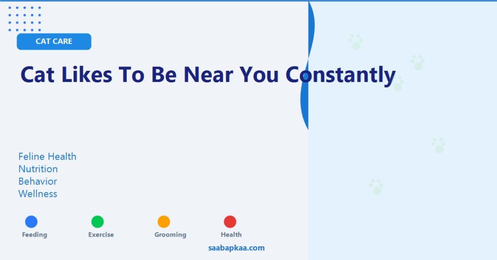 Cat Likes To Be Near You Constantly - saabapkaa.com