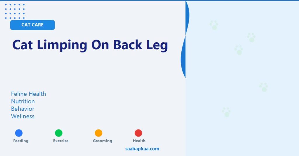 Cat Limping On Back Leg - saabapkaa.com