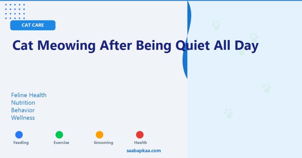 Cat Meowing After Being Quiet All Day - saabapkaa.com