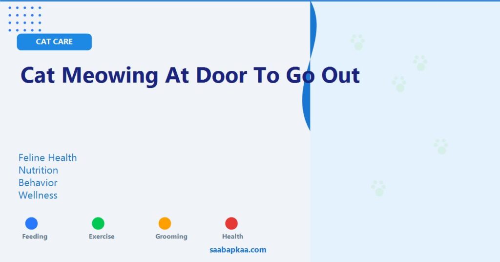 Cat Meowing At Door To Go Out - saabapkaa.com