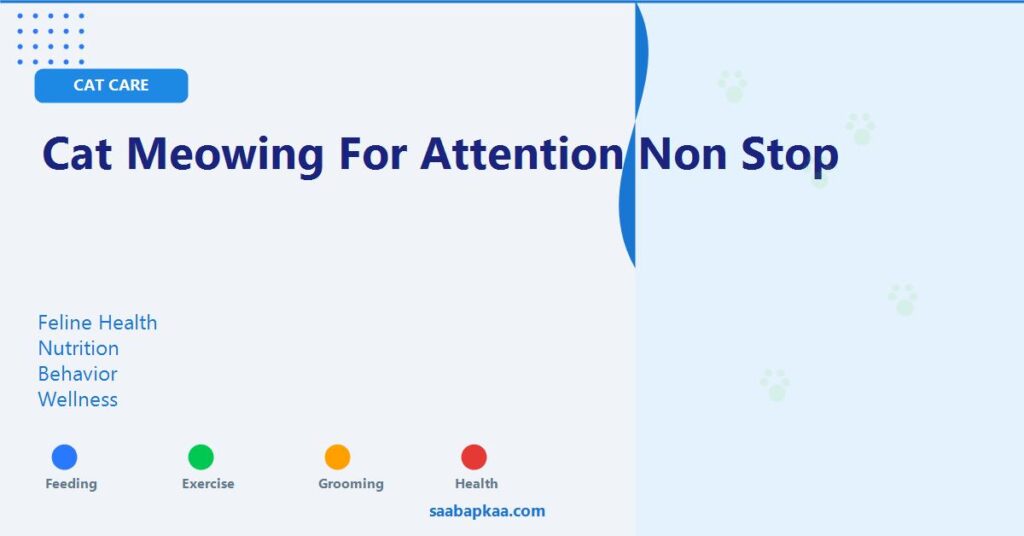 Cat Meowing For Attention Non Stop - saabapkaa.com