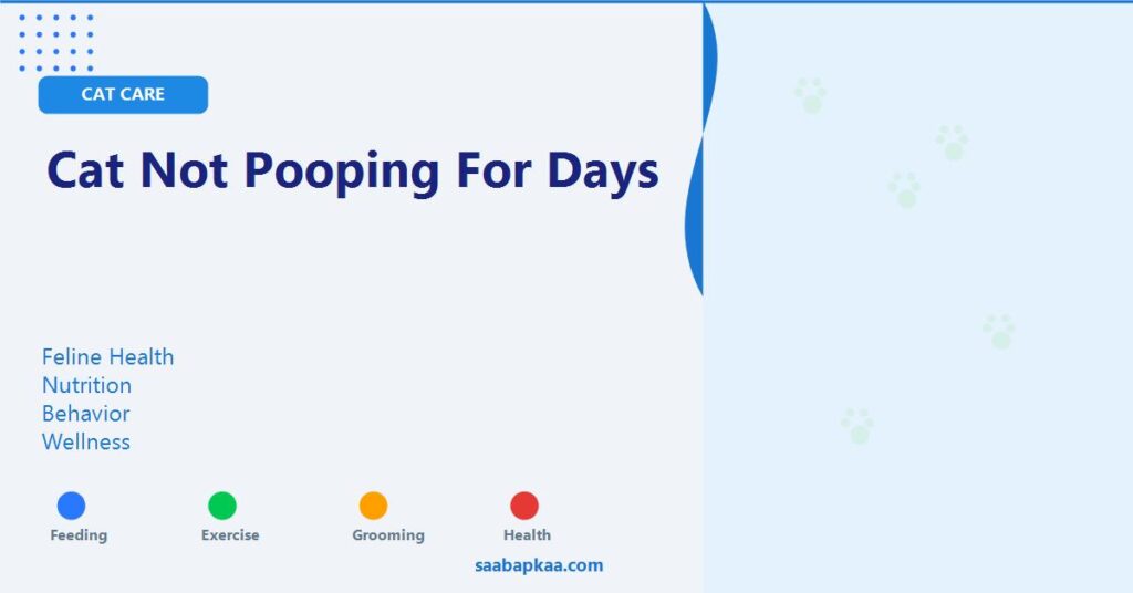 Cat Not Pooping For Days - saabapkaa.com