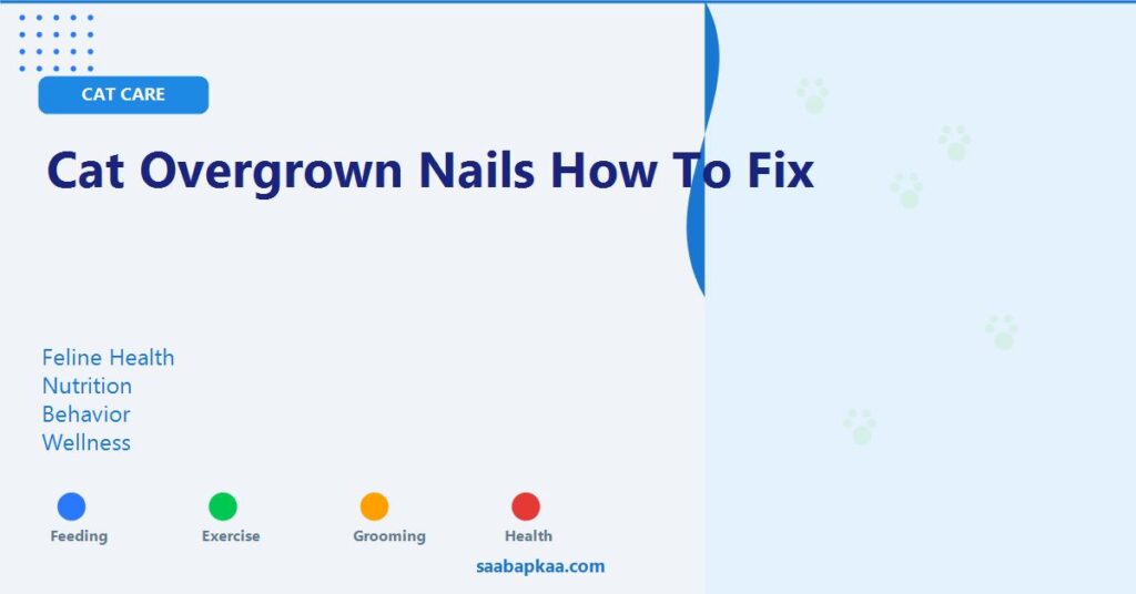 Cat Overgrown Nails How To Fix - saabapkaa.com