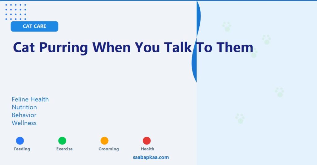 Cat Purring When You Talk To Them - saabapkaa.com