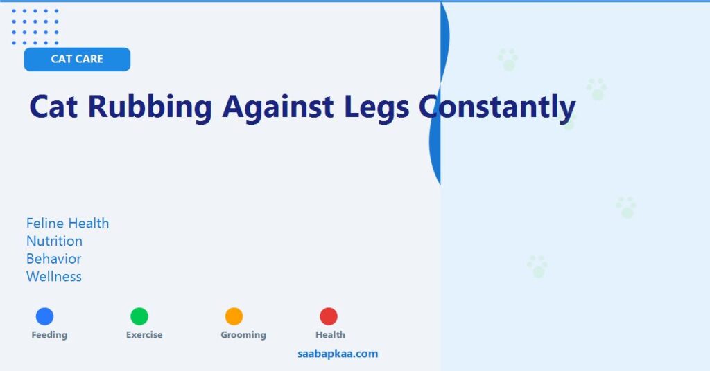 Cat Rubbing Against Legs Constantly - saabapkaa.com