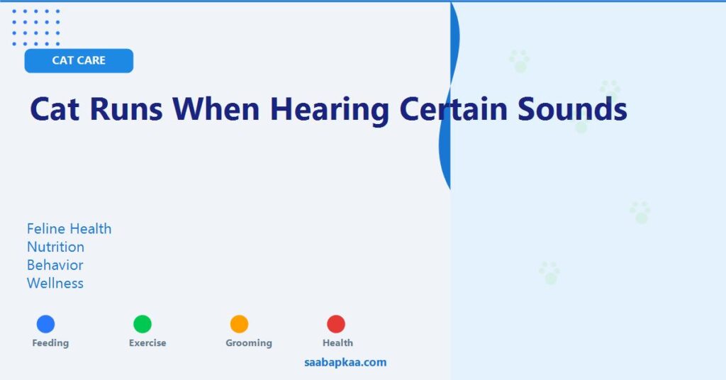 Cat Runs When Hearing Certain Sounds - saabapkaa.com