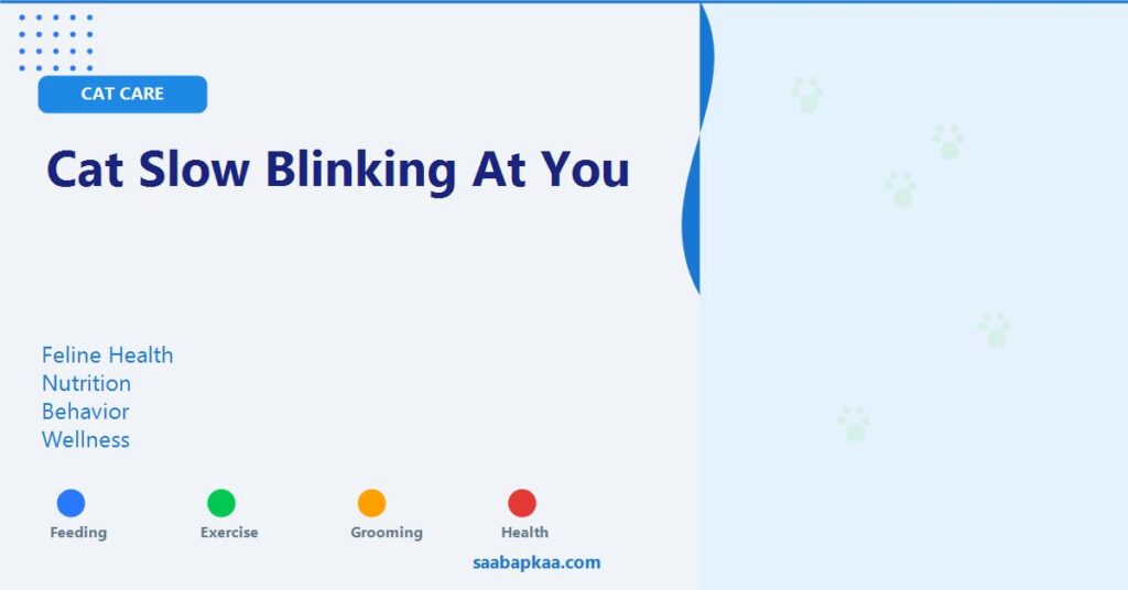 Cat Slow Blinking At You - saabapkaa.com