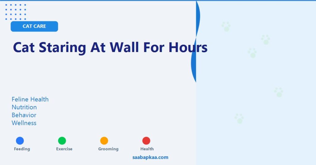 Cat Staring At Wall For Hours - saabapkaa.com