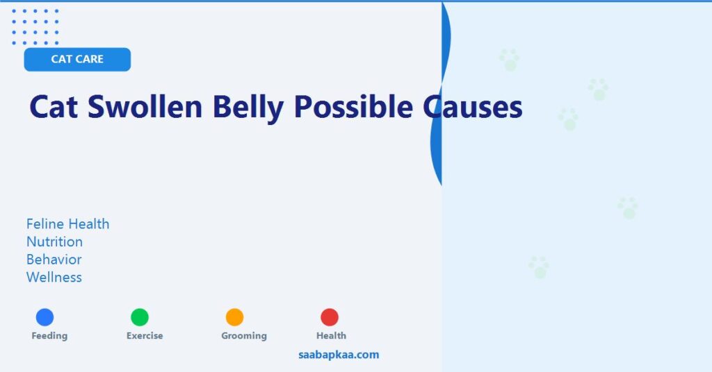 Cat Swollen Belly Possible Causes - saabapkaa.com