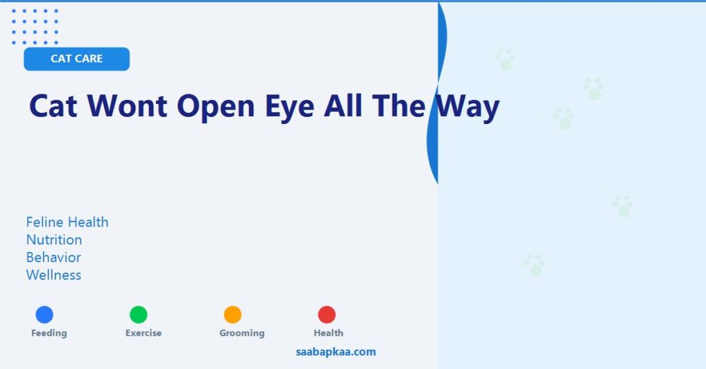 Cat Wont Open Eye All The Way - saabapkaa.com