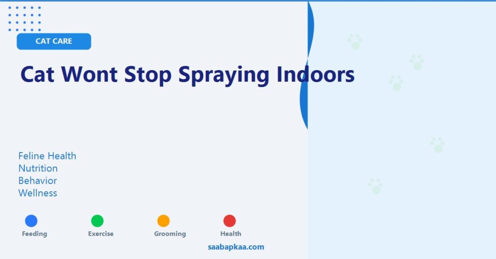 Cat Wont Stop Spraying Indoors - saabapkaa.com