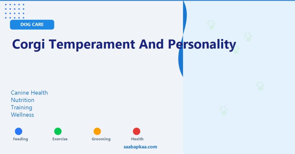 Corgi Temperament and Personality - saabapkaa.com