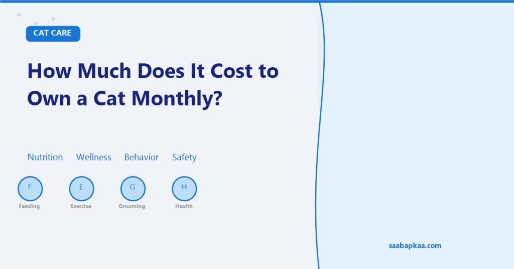 How Much Does It Cost to Own a Cat Monthly? - saabapkaa.com