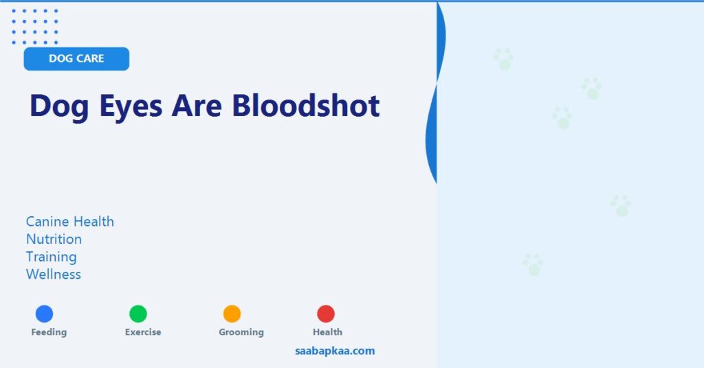 Dog Eyes Are Bloodshot - saabapkaa.com