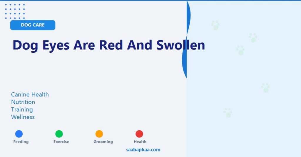 Dog Eyes Are Red and Swollen - saabapkaa.com