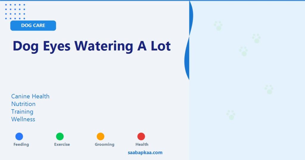 Dog Eyes Watering a Lot - saabapkaa.com