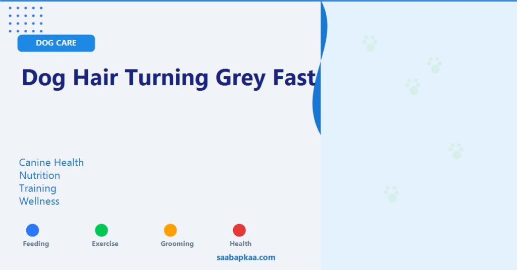 Dog Hair Turning Grey Fast - saabapkaa.com