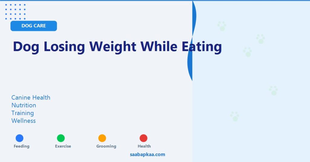 Dog Losing Weight While Eating - saabapkaa.com