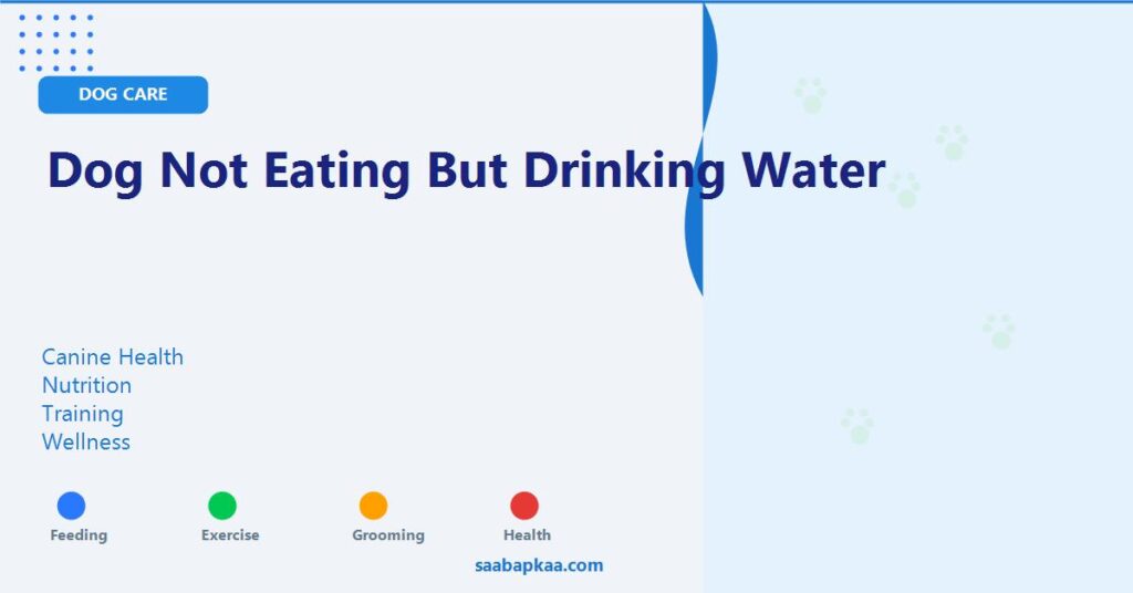 Dog Not Eating but Drinking Water - saabapkaa.com